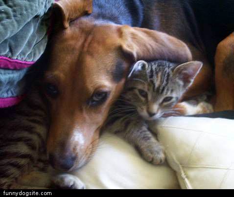 غرائب القطط مع الكلاب Dog_With_Cat