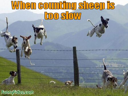 Funny Pics Funny-dog-counting-sheep