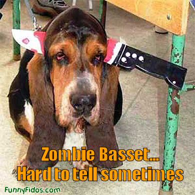 Random Picture Thread! - Page 2 Funny-dog-zombie-bassett