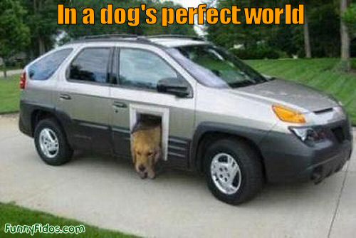 First Event Funny-dog-in-a-dogs-perfect-world