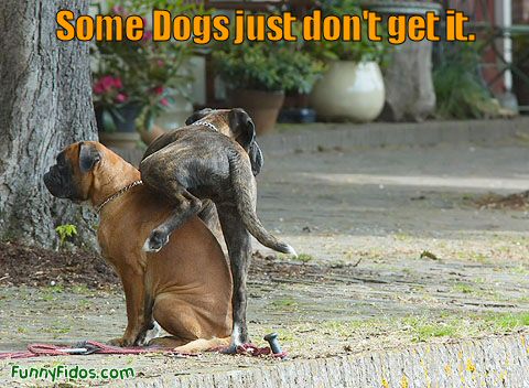 ANIMAL ANTICS! - Page 20 Funny-dog-picture-just-dont-get-it