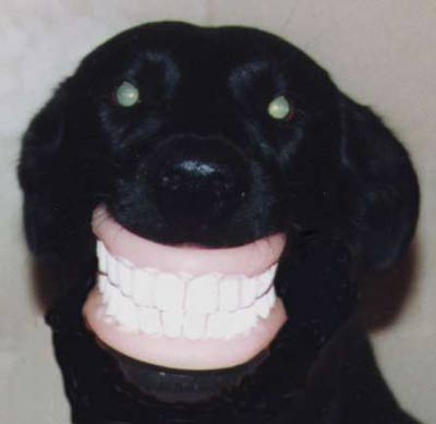 Funny Pics Dogdentures