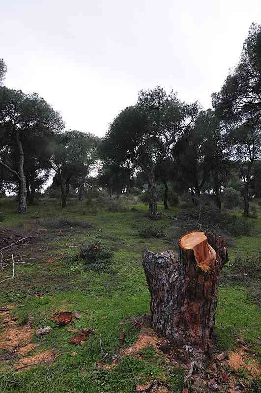  PROYECTO ENCINAR. El inicio Encinar1