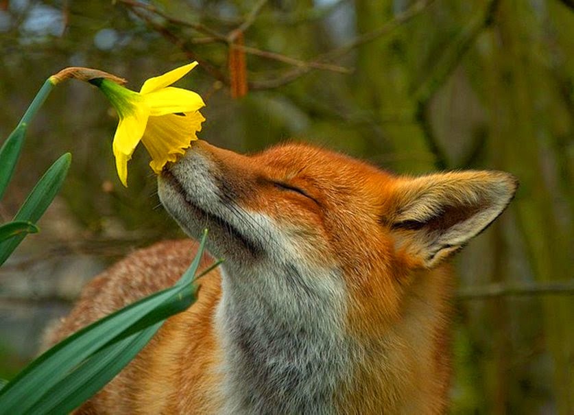 Daffodil watch Springfox