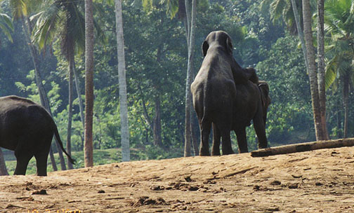 யானை படக்காட்சிகள். Srilanka62