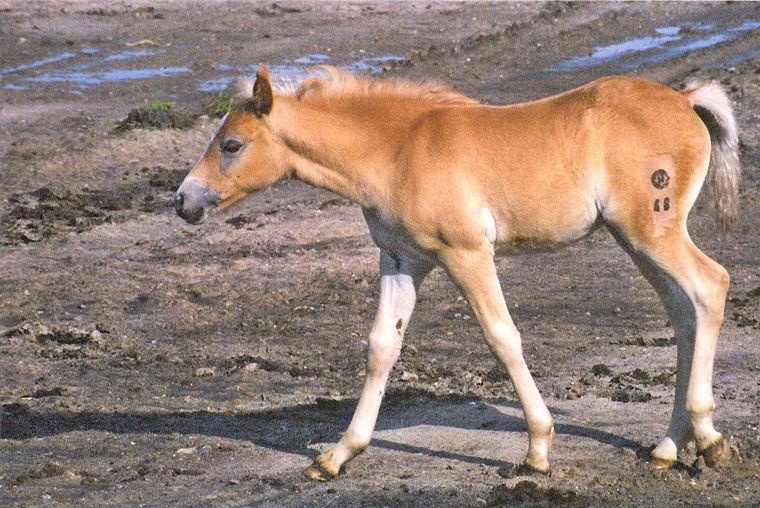 BANQUE DE PHOTOS & SITES Haflinger_fohlen_pferde_fuellen_tiere_2a