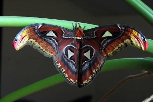 Attacus atlas Dsc_0870brc