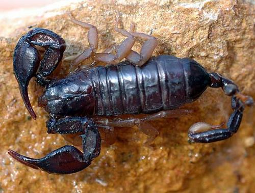 Iomachus politus Scorpion