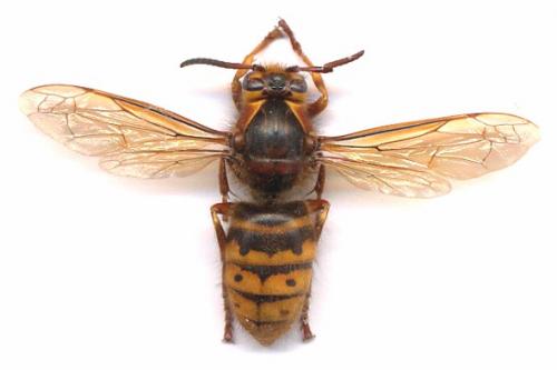 C'est quoi cette grosse guèpe ? Dolichovespula_m