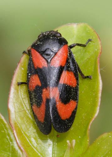 Clé de détermination Cercopes Ident001