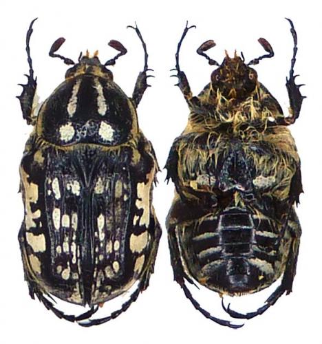 [Thyreogonia costata] Cetoniidae d'Algérie Cetoniidae_alger