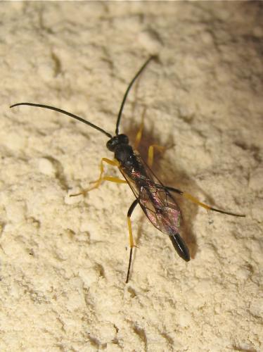 ichneumon - Ichneumon noir et jaune Img_3683.jpg