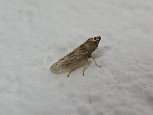 Eupelix cuspidata Img_7457.jpg