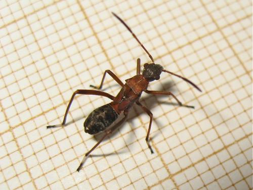 [Alydus calcaratus] Grosse fourmi à rostre (Alydus calcaratus) Img_7468.jpg