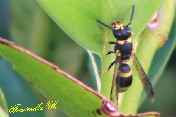 identification d'un vespidae 5188_web