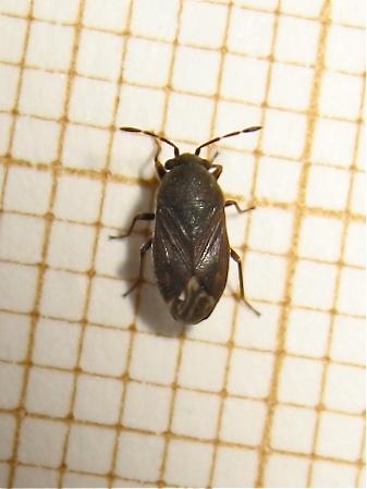 Stygnocoris, oui, mais après ? Img_8157.jpg