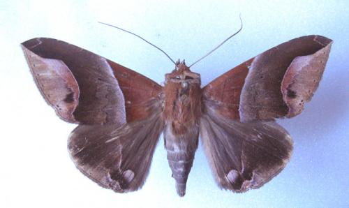 Noctuidae de Guyane Noctuidae_sp.