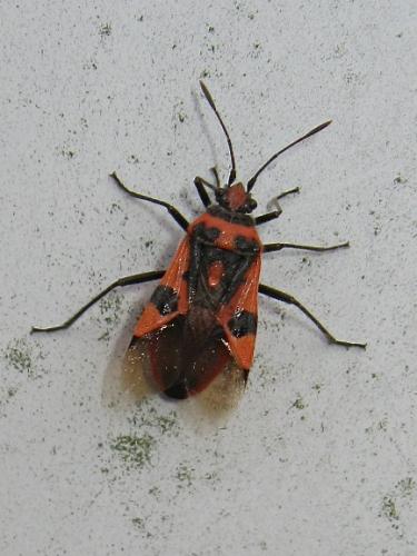 [Corizus hyoscyami] Ce n'est pas un gendarme Img_8738.jpg