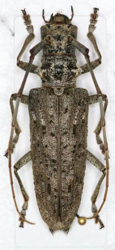 [Monochamus notatus] Mono canadien Mono_1.jpg