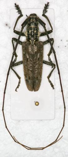 [Monochamus notatus] Mono canadien Mono_2.jpg