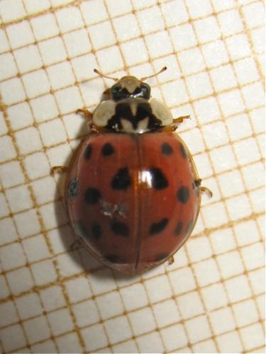 Cox à moteur bridée (Harmonia axyridis) Img_9411.jpg