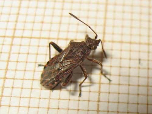 Rhopalidae ID (Stictopleurus punctatonervosus) Img_9553.jpg