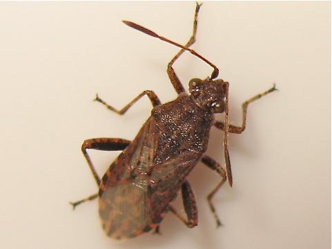 Rhopalidae ID (Stictopleurus punctatonervosus) Img_9555.jpg