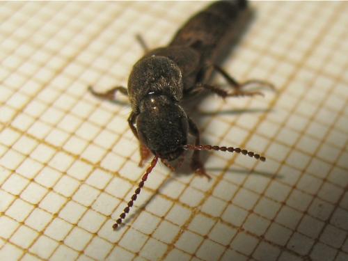 Staphylin ID (Ocypus sp.) Img_0138.jpg