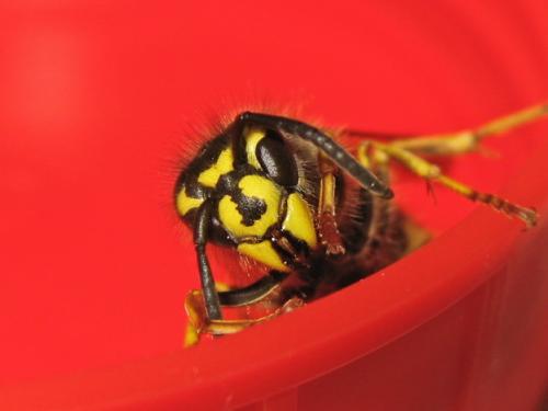 Vespula vulgaris Img_1325.jpg