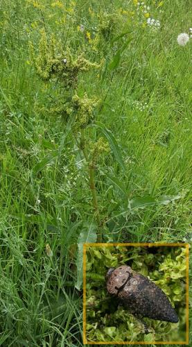 Arménie Capnodis_rumex_p