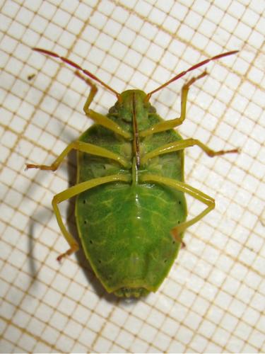 [Piezodorus lituratus + Cyphostethus tristriatus + Elasmucha grisea] Piezodorus lituratus Img_3567.jpg