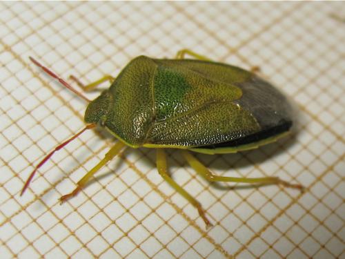 [Piezodorus lituratus + Cyphostethus tristriatus + Elasmucha grisea] Piezodorus lituratus Img_3571.jpg