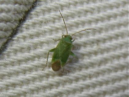 [Orthotylus sp._ caprai probable] Trouvée en Bzh et nouvelle sp. pour la Faune de France ! Img_3923.jpg