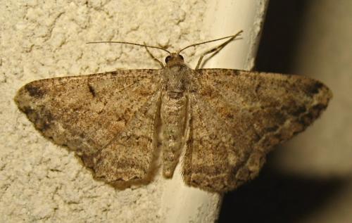 Ennomionae ID Img_4608.jpg