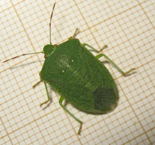 [Nezara viridula] Quiz ventral vert Img_4955.jpg