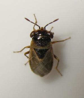 [Geocoris megacephalus] Faire les gros yeux Img_6000.jpg