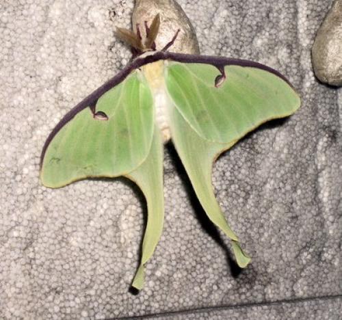 SOS luna (bis) Actias_luna_m_20