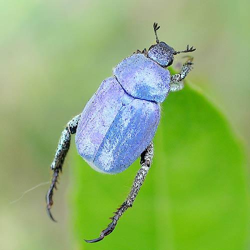 Hoplia coerulea - bijou bleu! Hoplia2