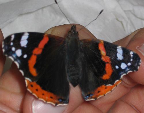 Vanessa atalanta Vatalantaimago