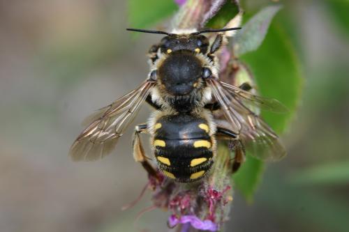 En longeant le ruisseau .... Anthidium_sur_sa