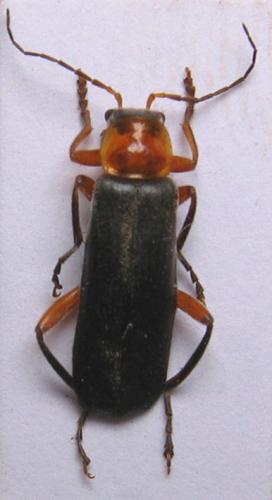 [Cantharis pellucida] Cantharis Cantharis