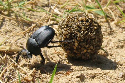 [Insectes, Grèce] Quelques insectes de Grèce Scarabaeus_pius