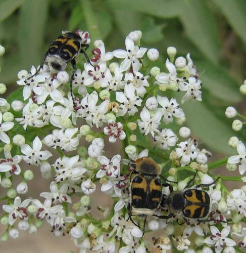 [Trichius sexualis]Trichius Trichius