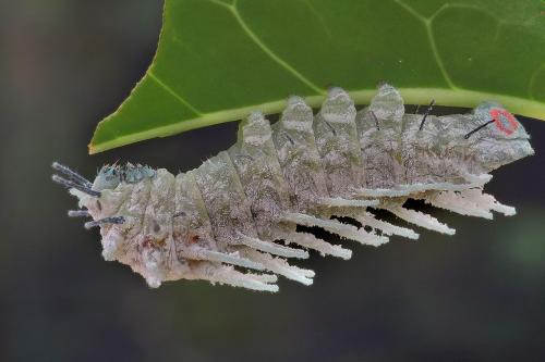 attacus atlas (encore) A_rdsc_1749_2