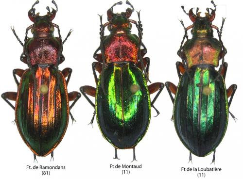 Carabus auronitens C._auronitens_fe