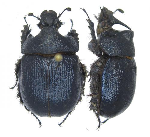 [Enoplotrupes bieti] Geotrupidae bis Geotrupidae8