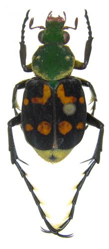 [Epitrichius sp]aleurostictus ou trichius Trichius_bifasci