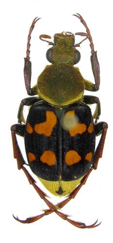 [Epitrichius sp]aleurostictus ou trichius Trichius_cupreip