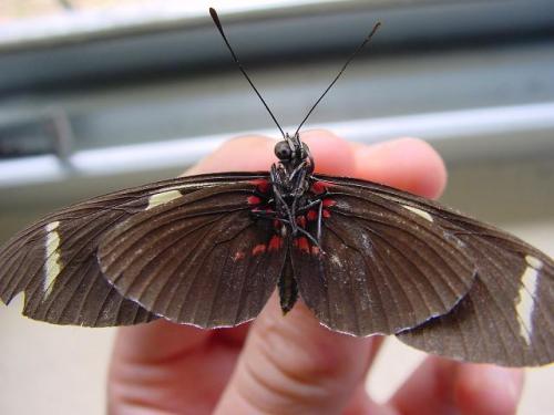 [Heliconius sara] Heliconius sara Dsc00843_jpg