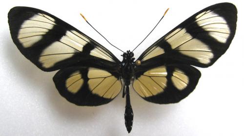 T. psidii (L., 1758) Lepido